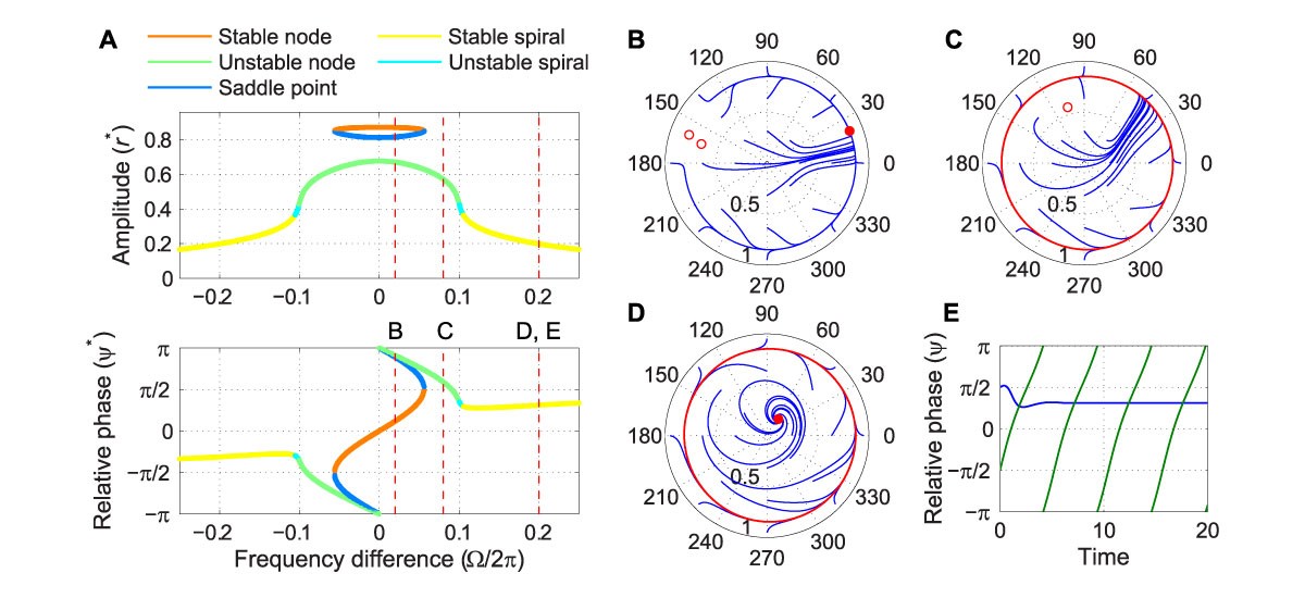 Driven behavior of a supercritical double limit cycle oscillator under intermediate forcing.